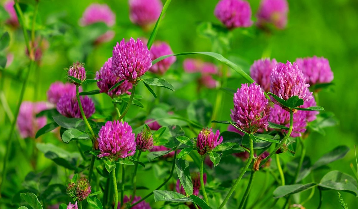 Choosing Native Grasses for a Low-Maintenance Lawn Alternative