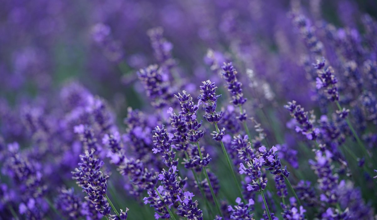 Common Mistakes When Planting a Wildflower Meadow