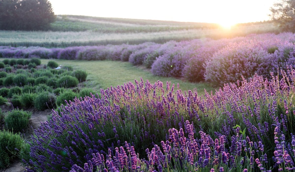 How to Support Pollinators with Native Wetland Plants