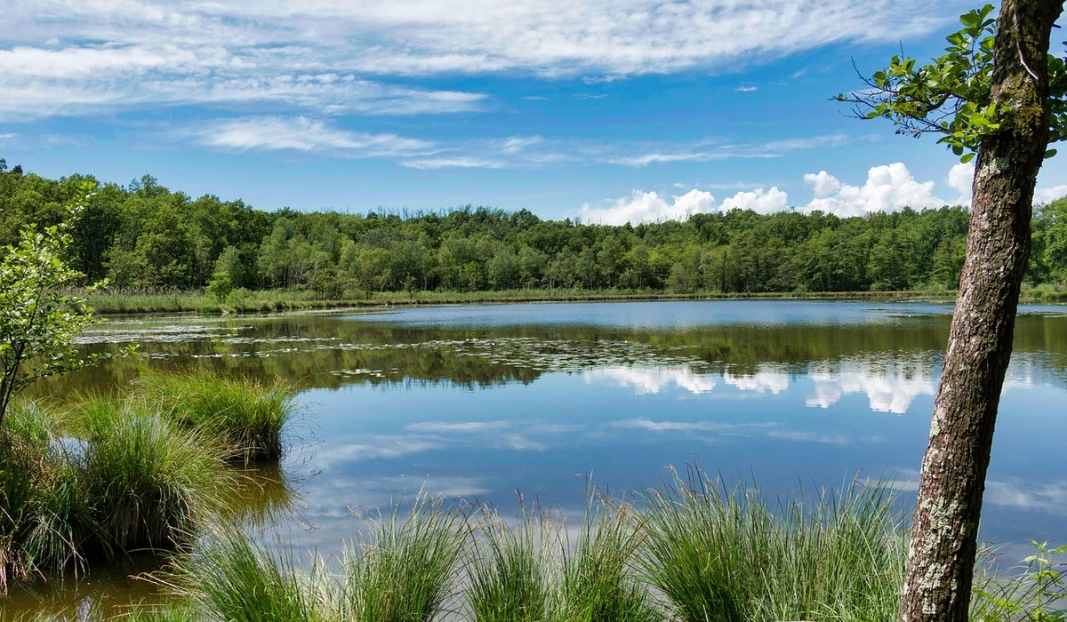 Identifying Wetland Wildflowers by Leaf Shape and Habitat