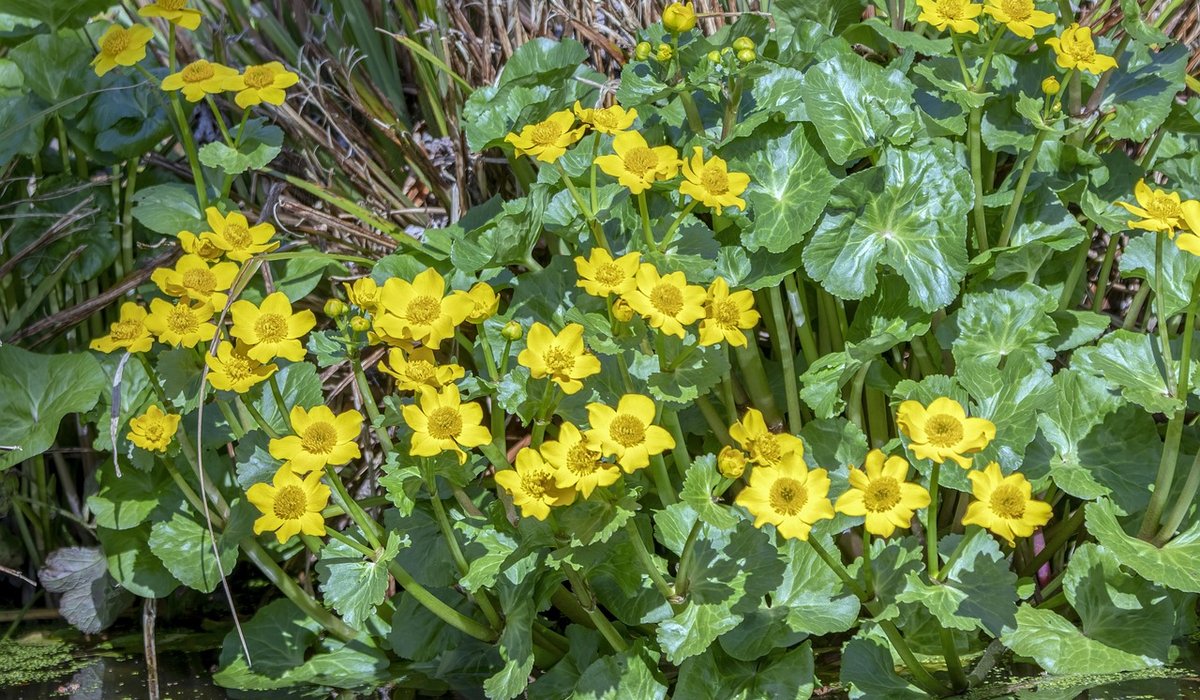 Managing Invasive Plants in Garden Ponds and Wetlands