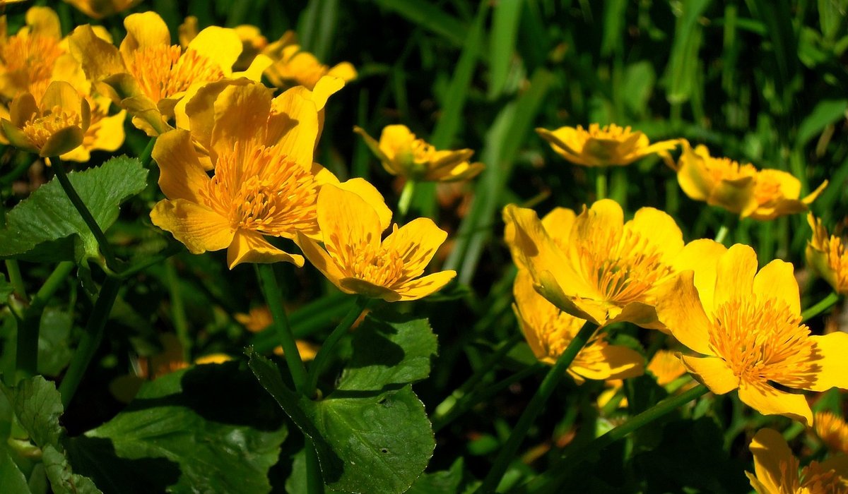 Reading a Landscape Through Its Plant Communities
