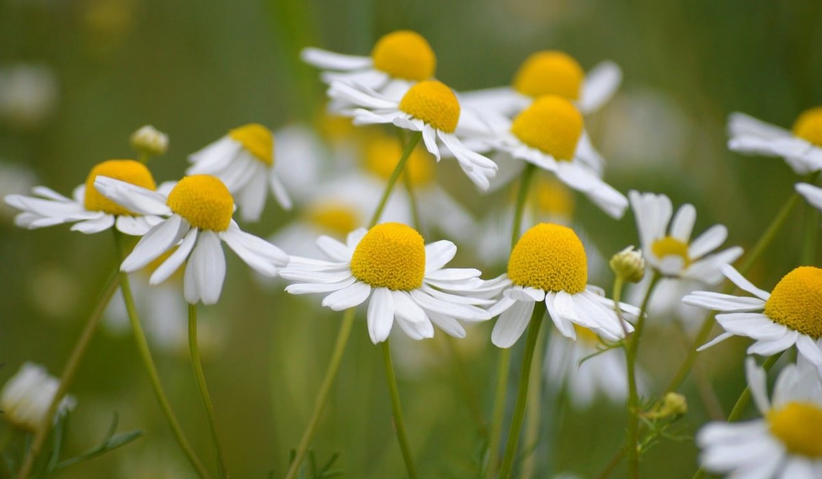Summer Grasses That Thrive in Heavy Clay Soils