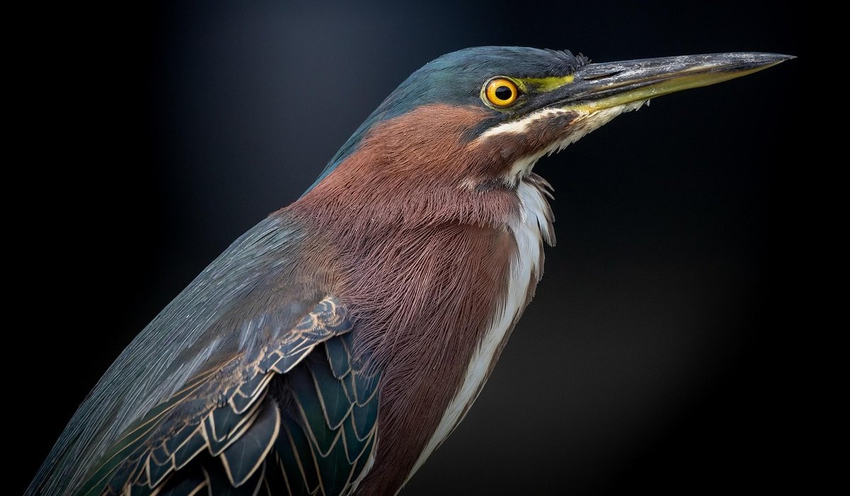 The Role of Sedges in Pond Filtration and Wildlife Habitat