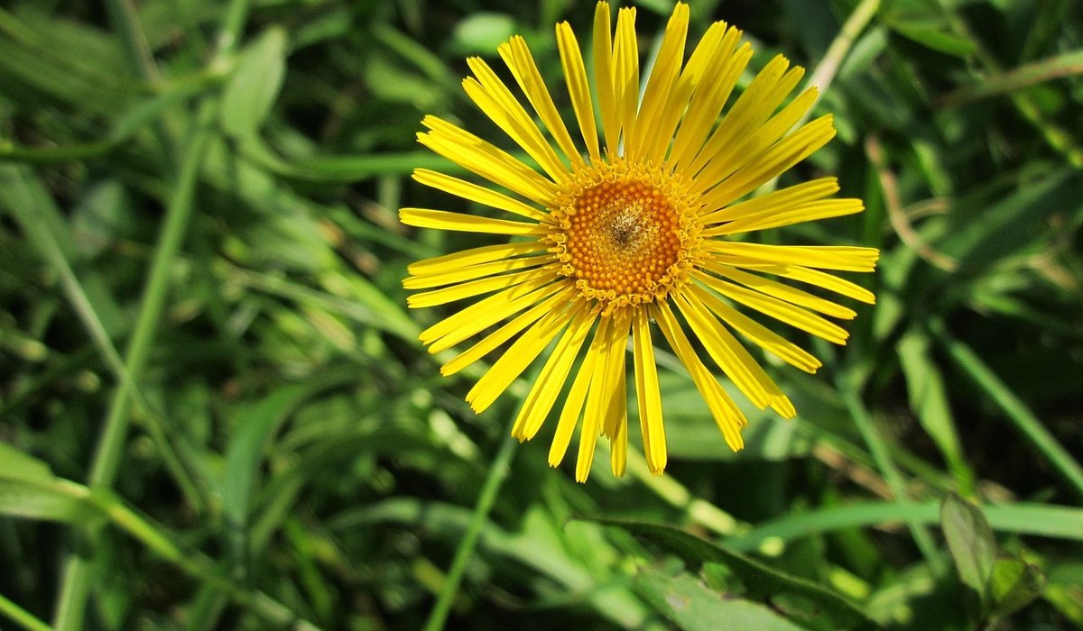 Why Fenland Conservation Depends on Careful Water Management
