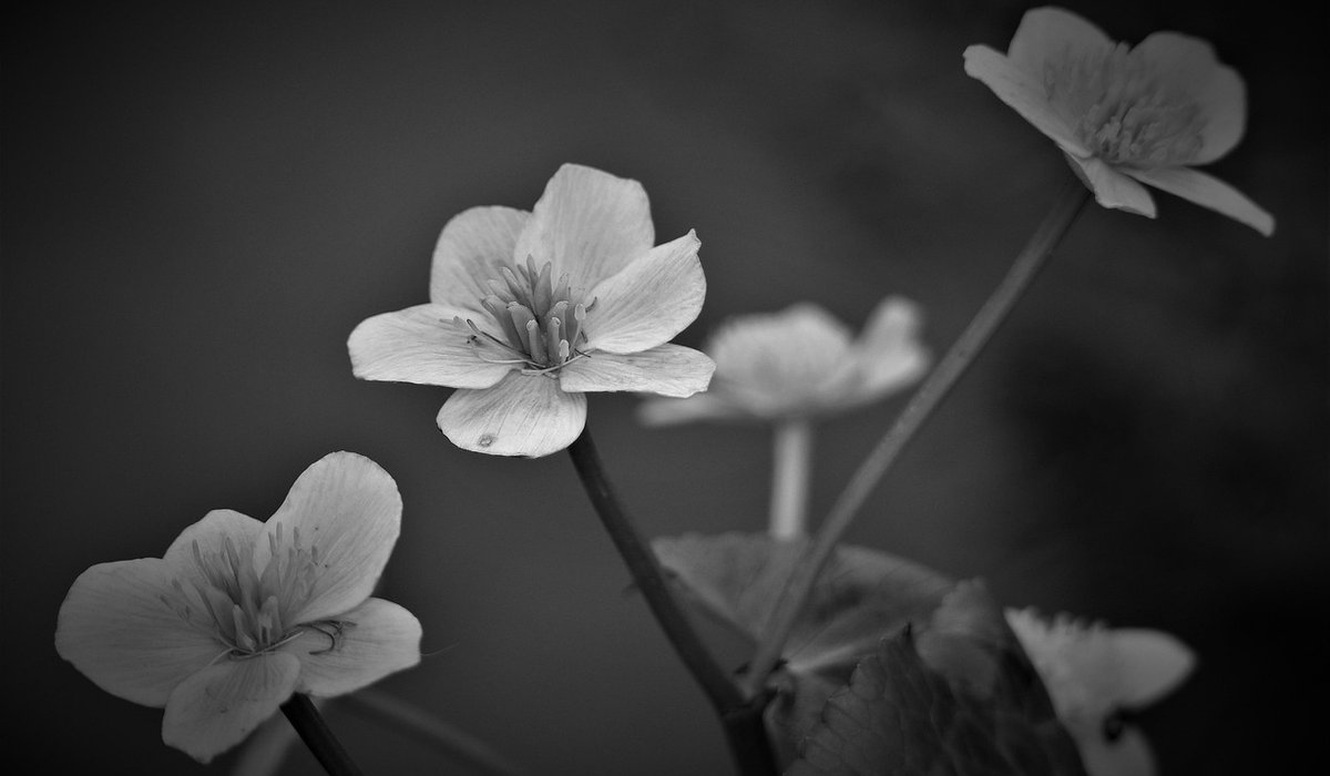 Winter Structure in the Wetland Garden